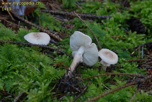 Cystoderma carcharias - 