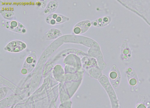 Marasmiellus graminis - Spore/n - 