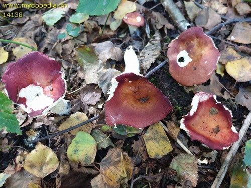 Russula velenovskyi - 