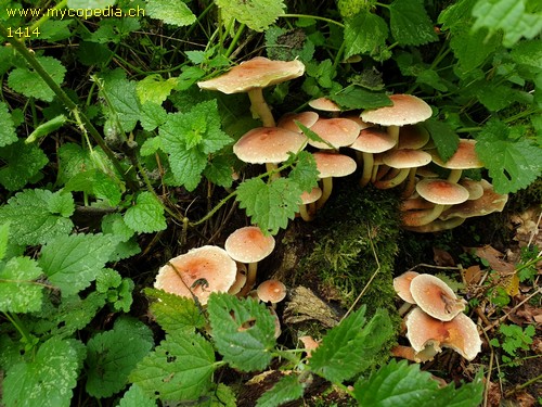 Hypholoma capnoides - 