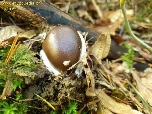 Amanita badia - 