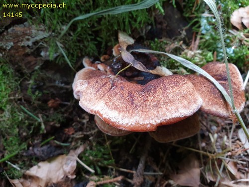 Phaeolus schweinitzii - 