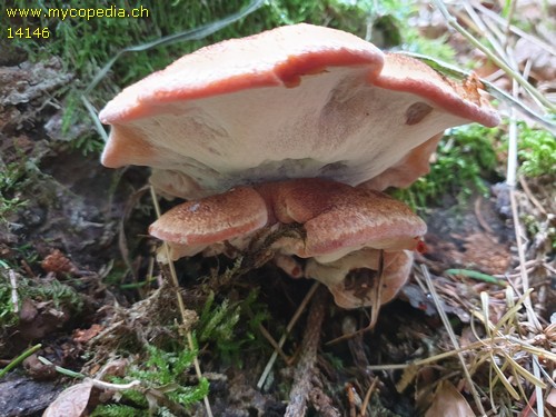 Phaeolus schweinitzii - 