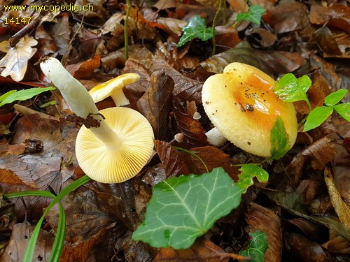 Russula risigallina - 