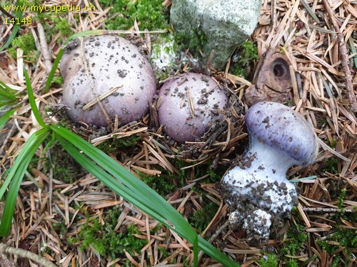 Cortinarius cumatilis - 