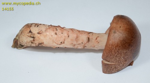 Tricholoma batschii - 