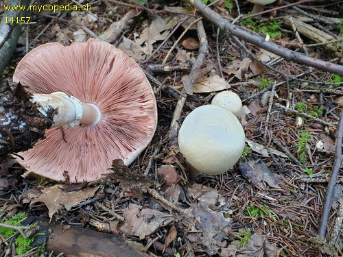 Agaricus macrocarpus - 