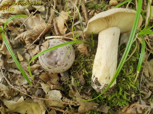 Lactarius circellatus - 