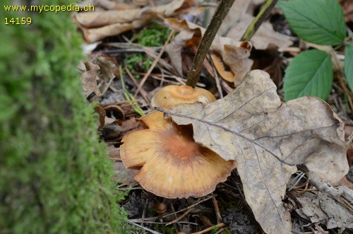 Cortinarius hinnuleus var. hinnuleus - 