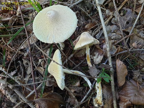 Lepiota clypeolaria - 