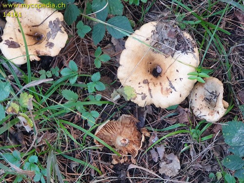 Lactarius acerrimus - 