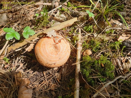 Lactarius deliciosus - 