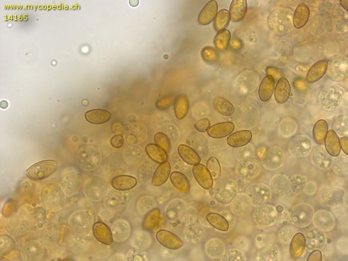 Conocybe magnicapitata - Sporen - Wasser  - 