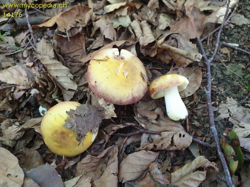 Russula aurea - 