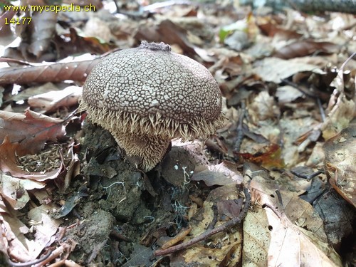 Lycoperdon echinatum - 