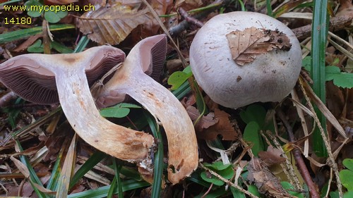 Cortinarius traganus - 