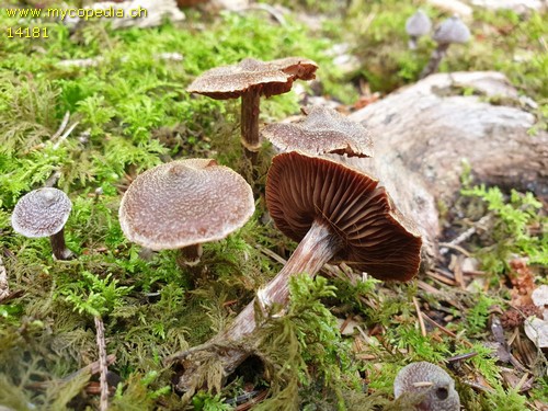 Cortinarius flexipes - 