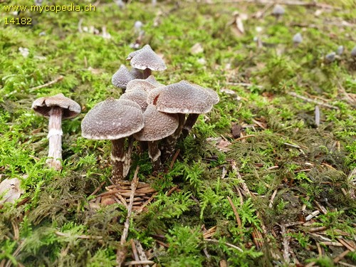 Cortinarius flexipes - 