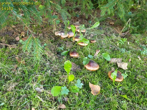 Tricholoma albobrunneum - 