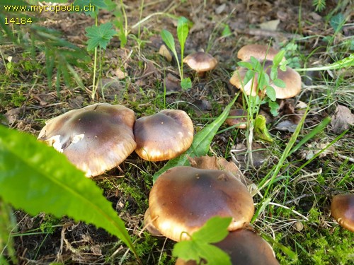 Tricholoma albobrunneum - 