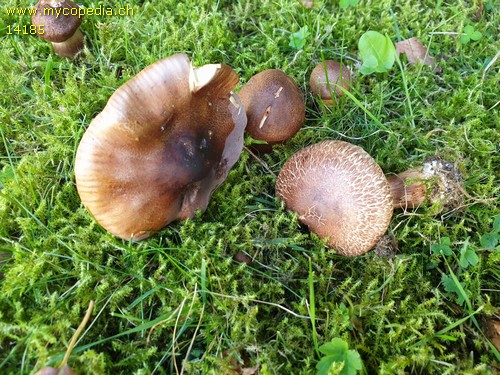 Tricholoma albobrunneum - 