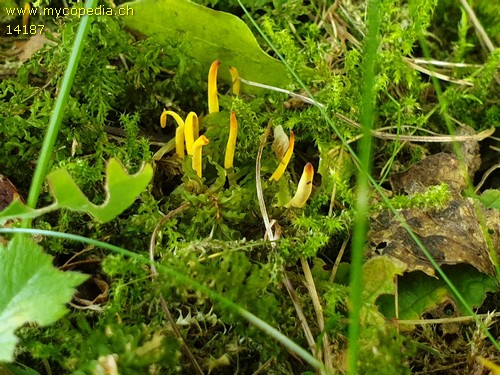 Clavulinopsis helvola - 