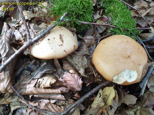 Lactarius pallidus - HDS - 