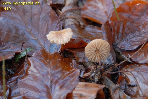 Marasmius torquescens - 