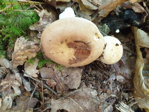 Russula exalbicans - 