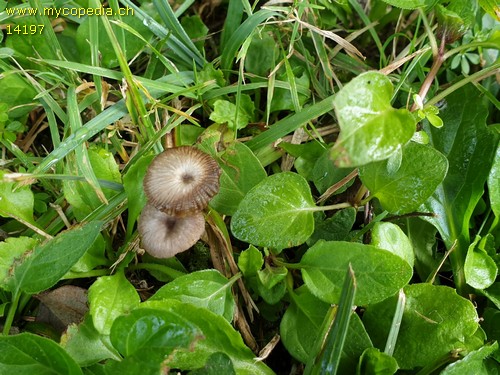 Entoloma poliopus - 