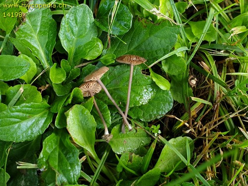 Entoloma poliopus - 