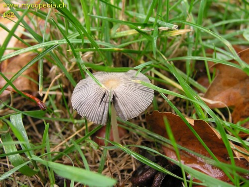 Parasola auricoma - 