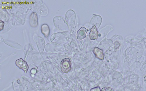 Entoloma poliopus - Cheilozystiden - 