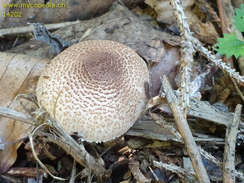 Lepiota subgracilis - 