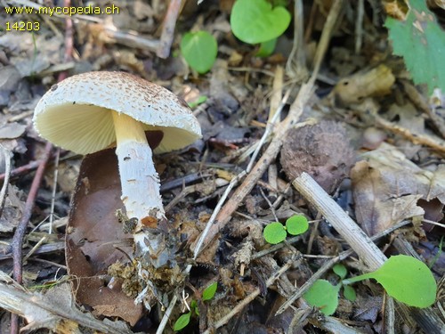 Lepiota subgracilis - 