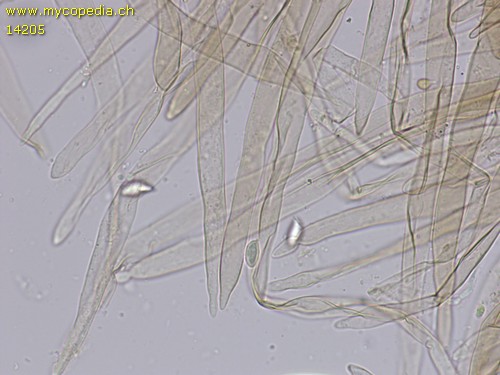 Lepiota subgracilis - HDS - 