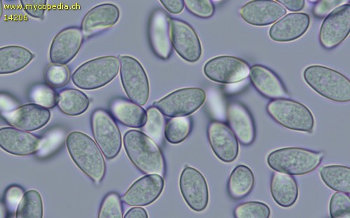 Lepiota subgracilis - Sporen - Wasser  - 