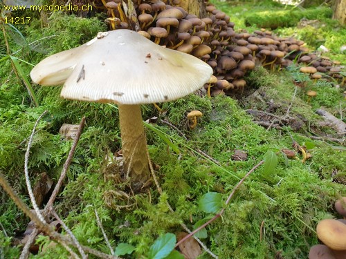 Amanita submembranacea - 