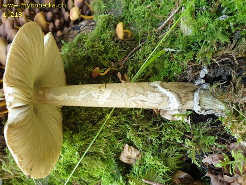 Amanita submembranacea - 