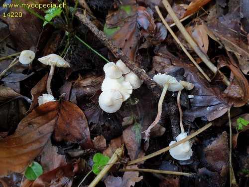 Cystolepiota seminuda - 