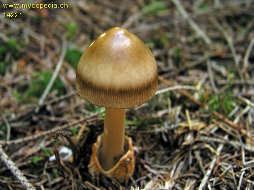 Amanita umbrinolutea - 