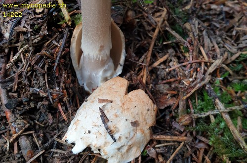 Amanita umbrinolutea - 