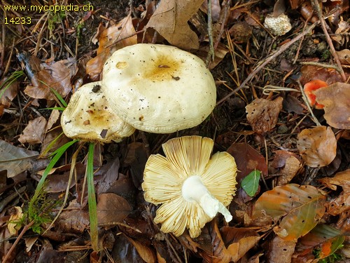 Russula maculata - 