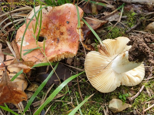 Russula maculata - 