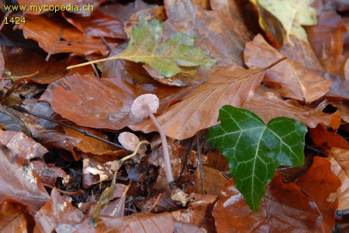 Mycena pura - 