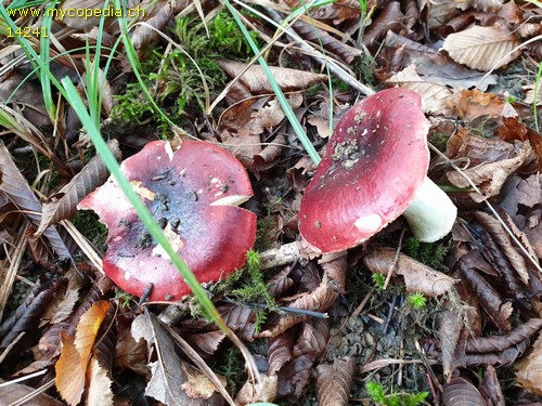 Russula romellii - 