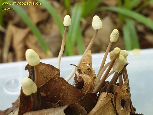 Mycena flavescens - 