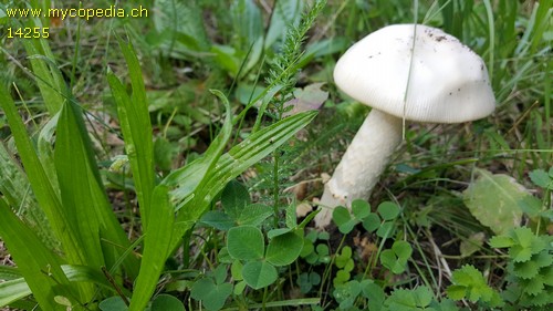 Amanita lactea - 