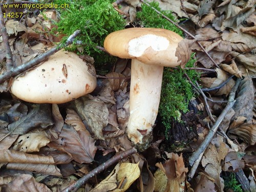 Lactarius pallidus - 