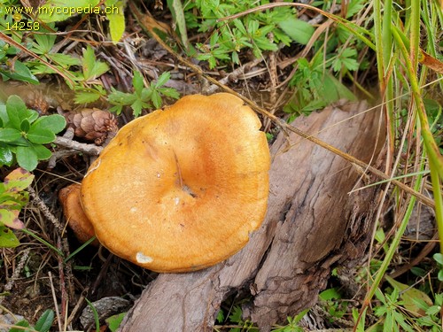 Lactarius porninsis - 